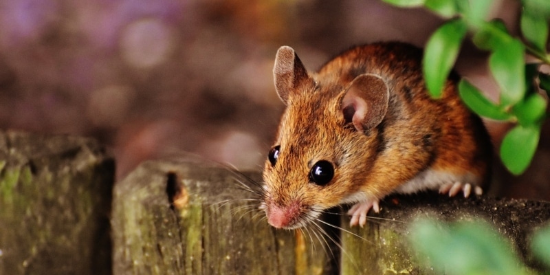 A Close-Up Image Of A Brown Mouse Perched On A Weathered Wooden Fence, With A Blurred Natural Background And Some Green Leaves Visible.