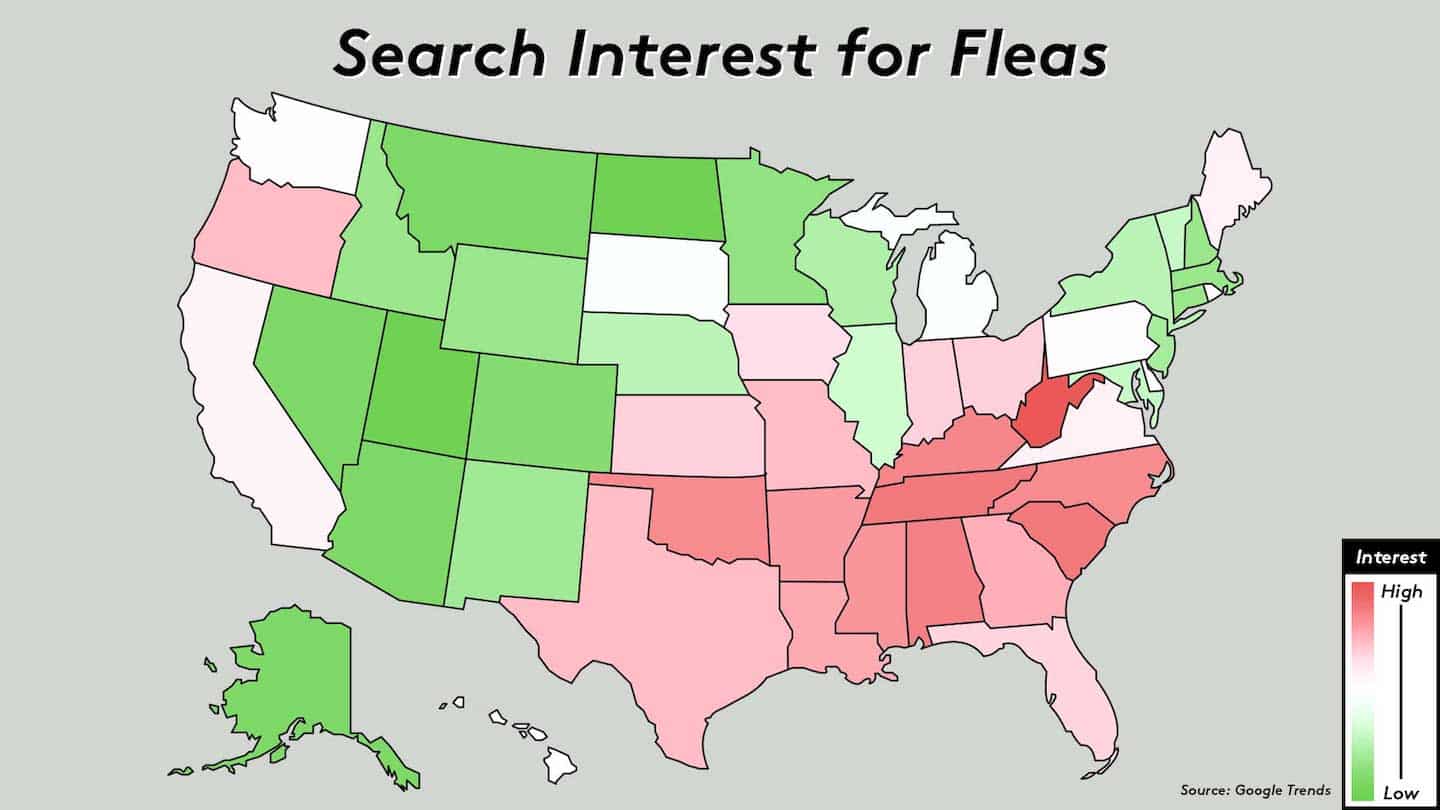 A Detailed Map Of The United States Showing Search Interest For Fleas Across Different States. The Map Uses Shades Of Red To Indicate Levels Of Interest, With Some States Highlighted In Green And Others In Various Shades From White To Dark Red.