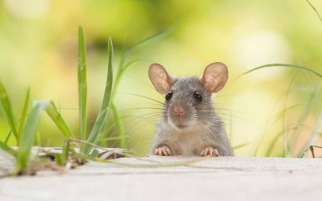 What Are the Most Effective Ways to Deal with Mice in the Attic?