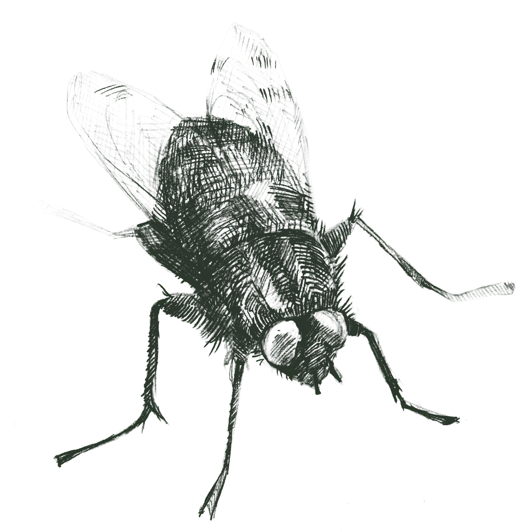 Housefly_Green