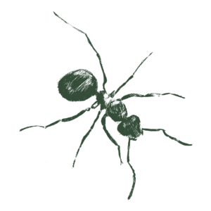 Drawing Of A Harvester Ant.