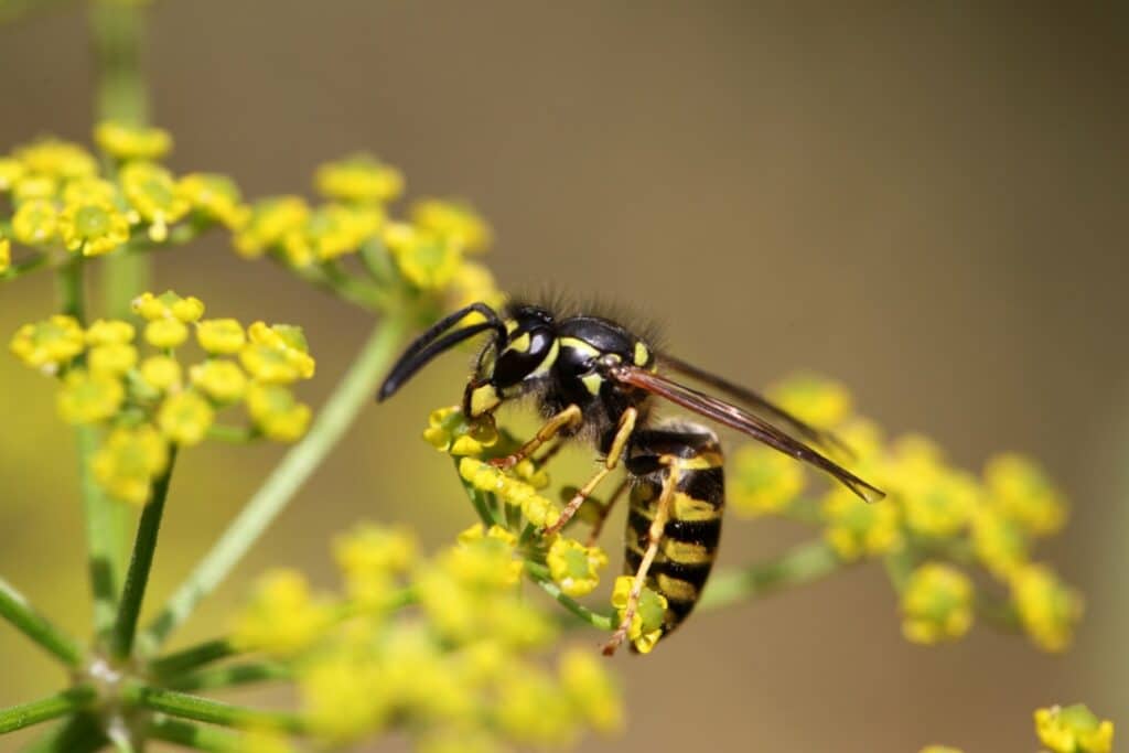 Close-Up Image Of A Yellow Jacket Wasp With Black And Yellow Stripes Feeding On Small Yellow Flowers.