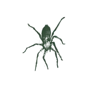 Jumping_Spider_Grn