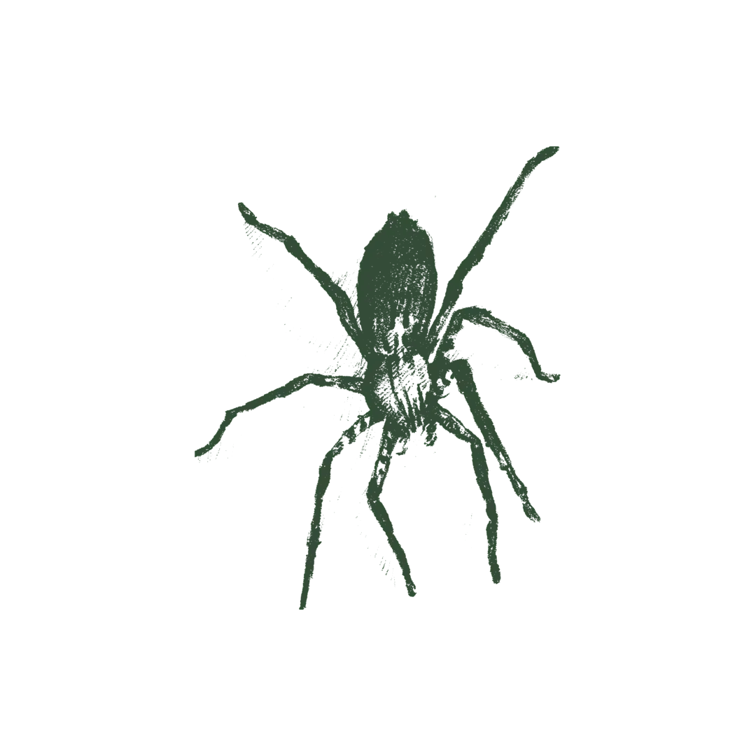 Illustration of spider.