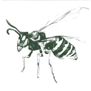 Drawing Of A Paper Wasp