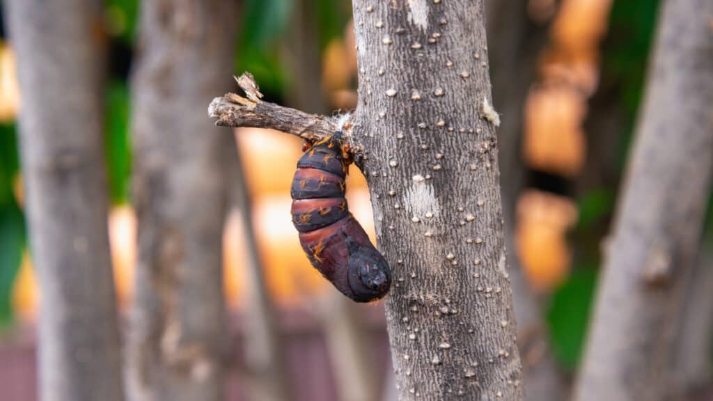 Close-Up View Of A Large Pupa Attached To A Tree Branch, With The Background Showing Out-Of-Focus Tree Trunks And Greenery.