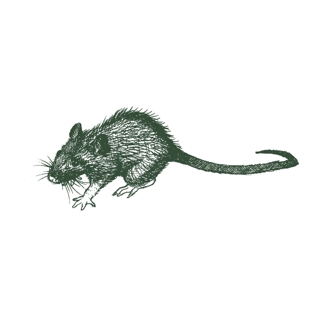 Illustration of roof rat.