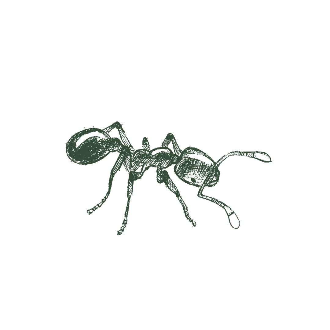 Illustration of thief ant.