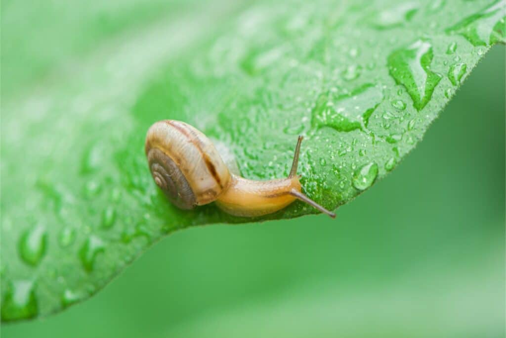 A Small Snail With A Light Brown Shell Crawling On A Green Leaf Covered In Water Droplets, With A Blurred Green Background.