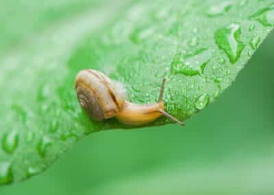 Top 5 Most Common Pests in Your Home Garden