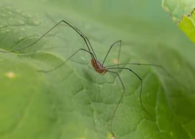 Are Daddy Longlegs Venomous?