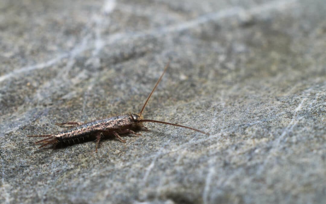 Silverfish in My Bathroom: What Attracts Them and How to Get Rid of Them