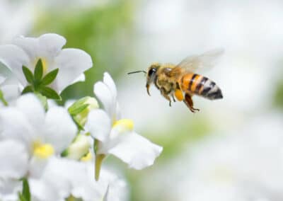 Bug Brain: Are Insects Smart?