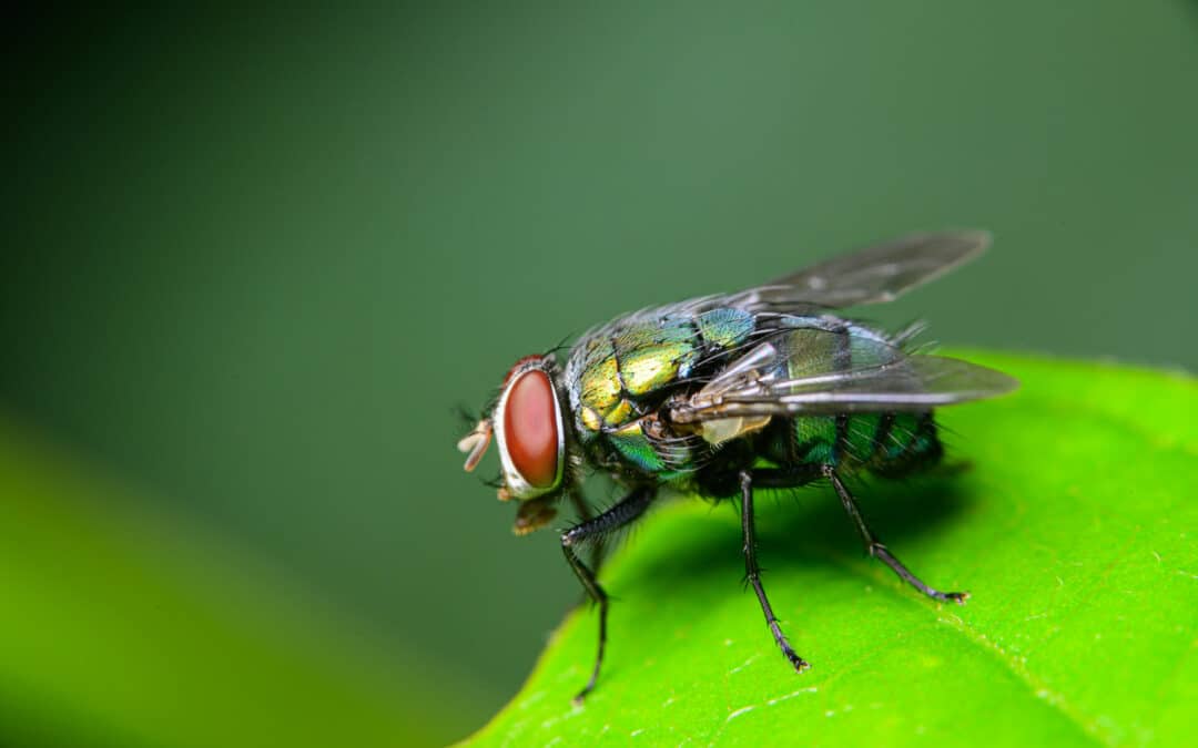 Can Flies Bite? Biting and Non-Biting Types