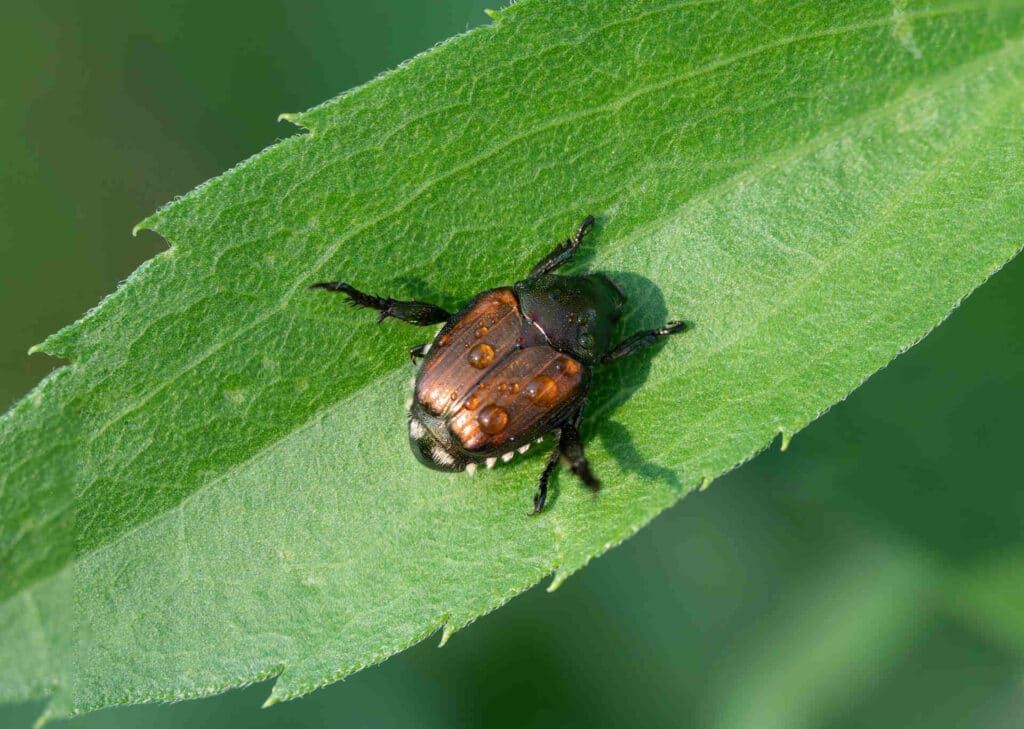Close-Up Of A Japanese Beetle On A Green Leaf With Dew Droplets On Its Back.