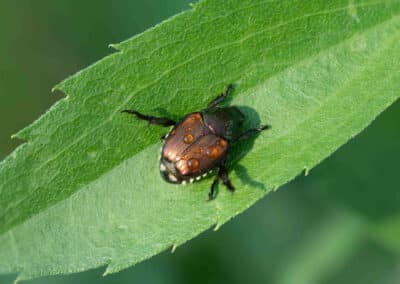 Common Pests Found in Cincinnati