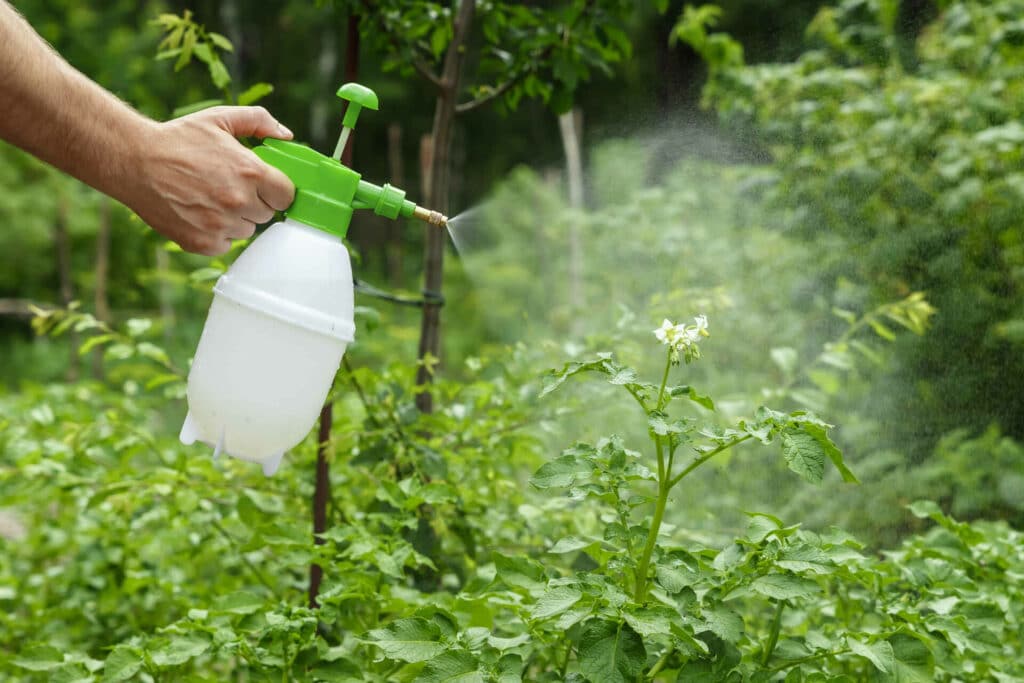 A Hand Holding A White And Green Spray Bottle, Spraying A Mist Onto Lush Green Plants In A Garden. The Bottle Is Being Used To Apply Liquid To The Foliage, Possibly For Pest Control Or Fertilization.