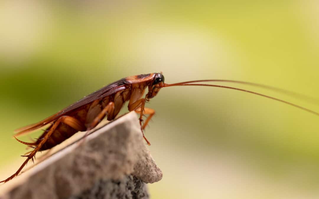 Tiny Brown Cockroaches Behind My Fridge: Are They German Cockroaches?