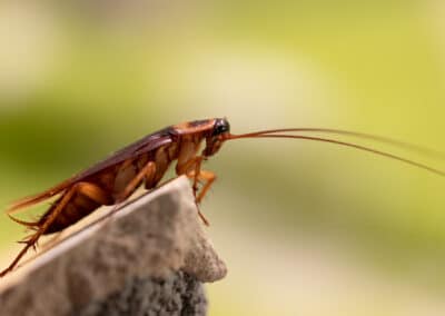 Do Cockroaches Cause Allergies?