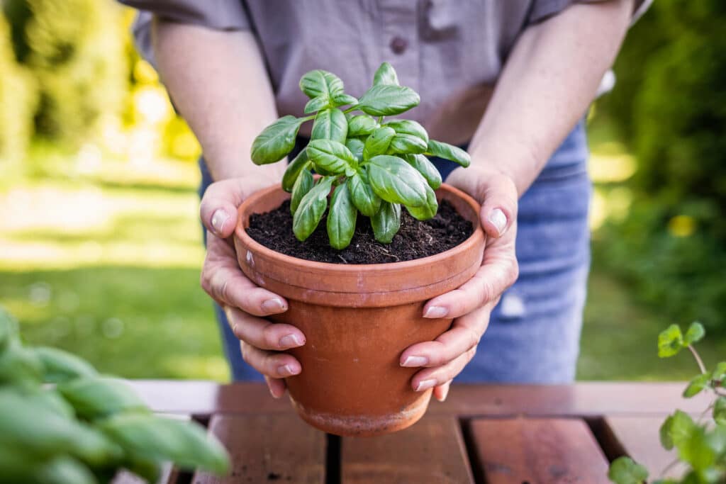 A Person Holding A Terracotta Pot With A Young Basil Plant. The Plant Has Vibrant Green Leaves And Is Planted In Dark Soil.