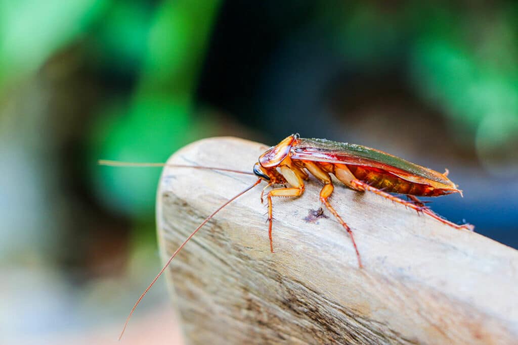 A Close-Up Side View Of An American Cockroach Perched On A Light-Colored Wooden Surface. The Insect's Reddish-Brown Body, Long Antennae, And Spiny Legs Are Clearly Visible. The Background Is Blurred With Shades Of Green And Blue, Creating A Soft Bokeh Effect.