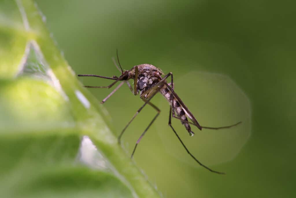 Close-Up Of A Culex Mosquito Perched On A Green Leaf With A Blurred Green Background.