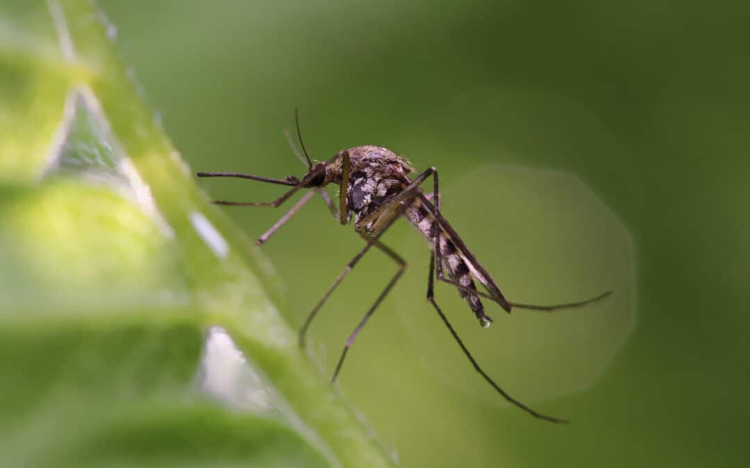 What Attracts Mosquitoes? Understanding the Factors That Draw Them In