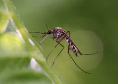 How often are Americans thinking about pests?