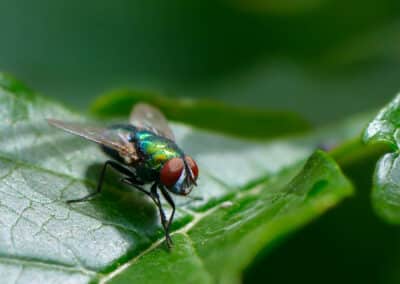 The Lifespan of Insects