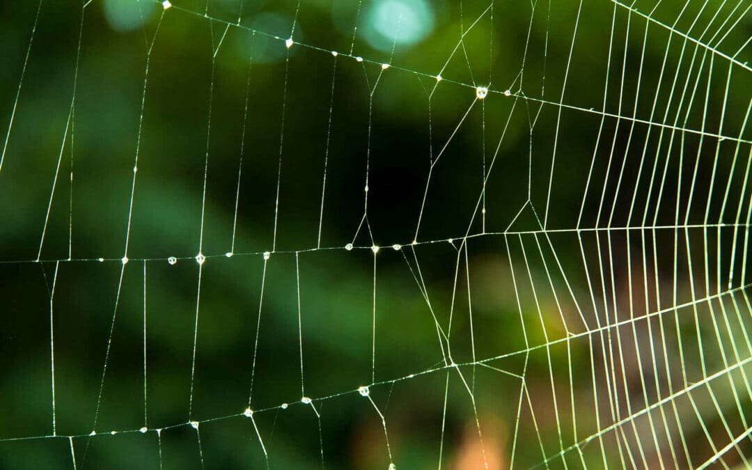 Spiders that Look like Brown Recluses