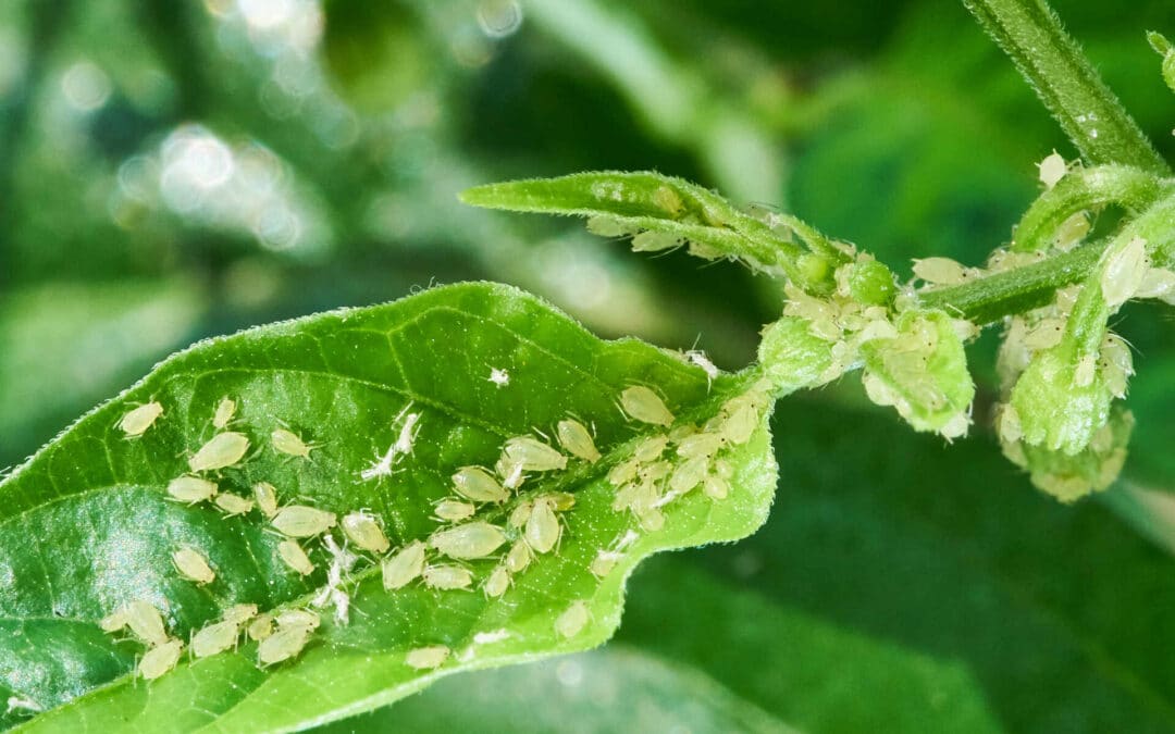 What do aphids eat?