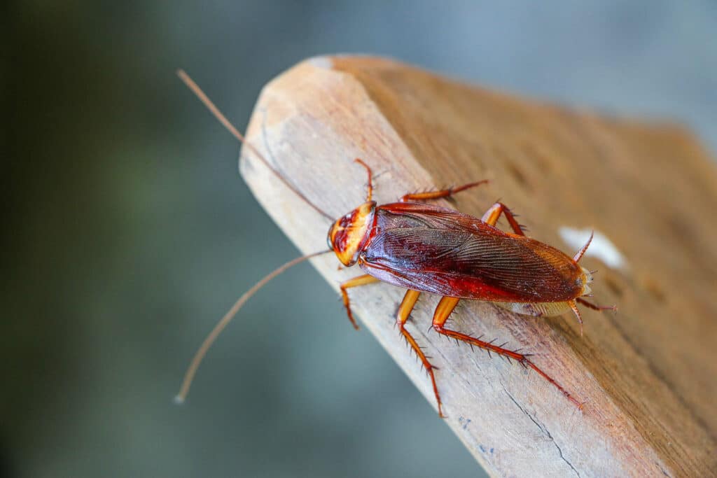 Alt Text: A Close-Up Of A Cockroach On The Edge Of A Wooden Surface, Showcasing Its Reddish-Brown Body And Antennae. The Background Is Softly Blurred, Focusing Attention On The Cockroach.