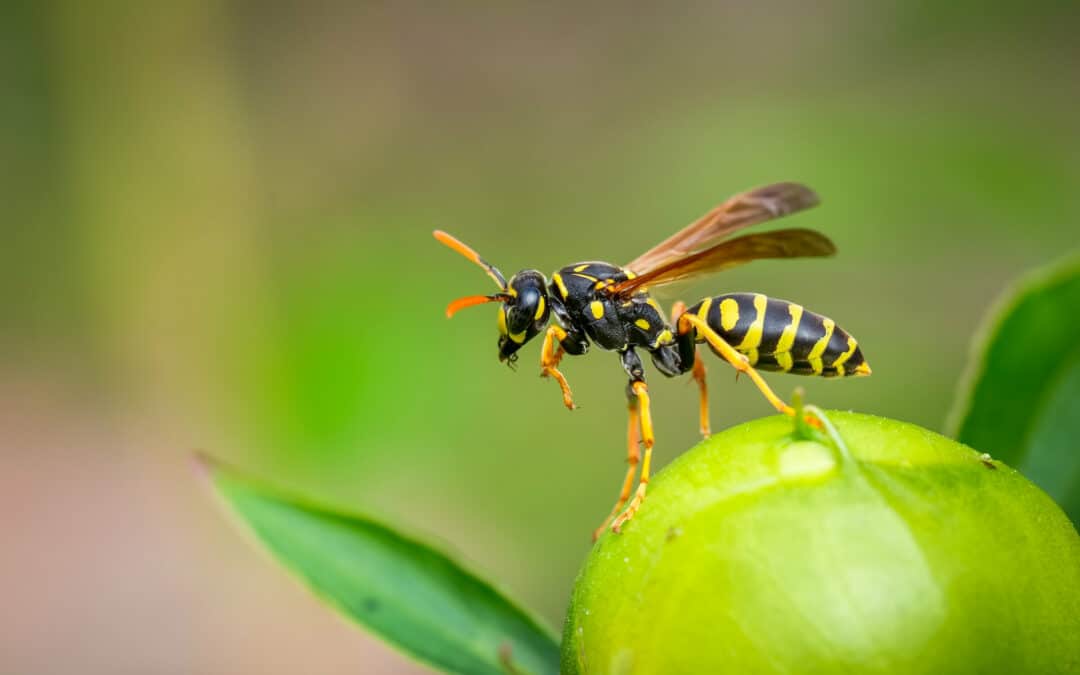 Do Wasps Have Predators?