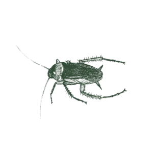American-Cockroach-Web-Large