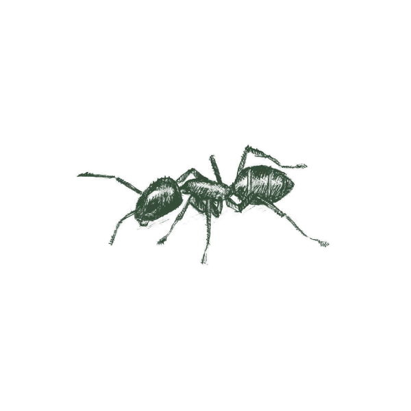 Illustration Of An Argentine Ant