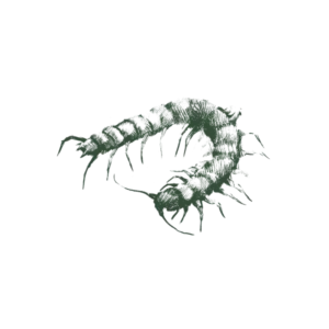 Centipede-Web-Large