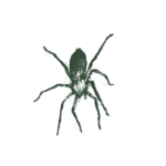 Illustration of a jumping spider.