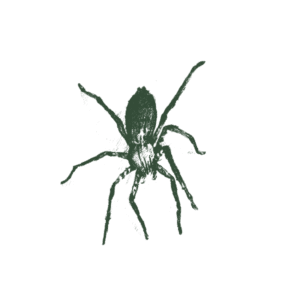 Illustration Of A Jumping Spider.