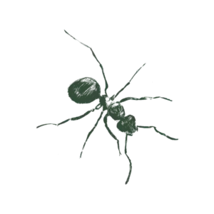 Harvester-Ant-Web-Large
