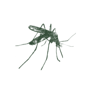Illustration Of Mosquito.
