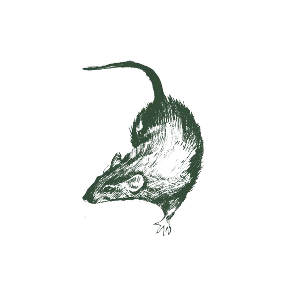 Illustration Of A Norway Rat