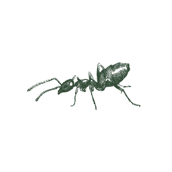 Illustration Of An Odorous House Ant