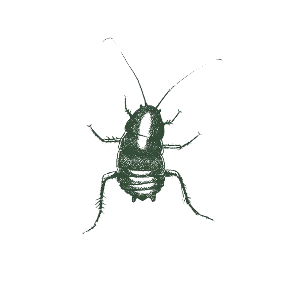 Illustration Of Oriental Cockroach.