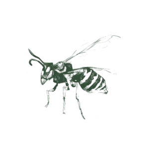 Paper-Wasp-Web-Large