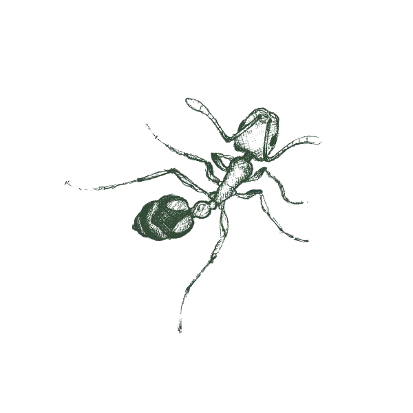 Illustration Of A Pharaoh Ant