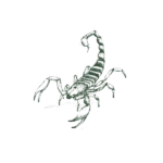 Illustration of scorpion.