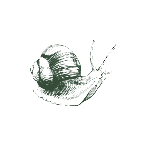 Illustration_of_a_snail