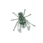Illustration of yellow jacket.