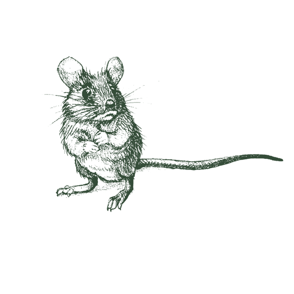 Illustration Of House Mouse.