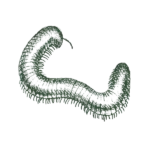 Illustration of millipede.